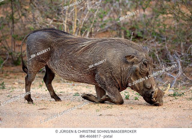 Warthog (Phacochoerus aethiopicus), adult feeding, Kruger National Park, South Africa