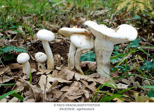 Mushrooms (Hygrophorus cossus). Riaza, Segovia, Spain