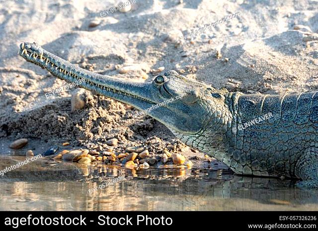 A Gharial or Gavialis gangeticus a Fish Eating Crocodile close-up of the head