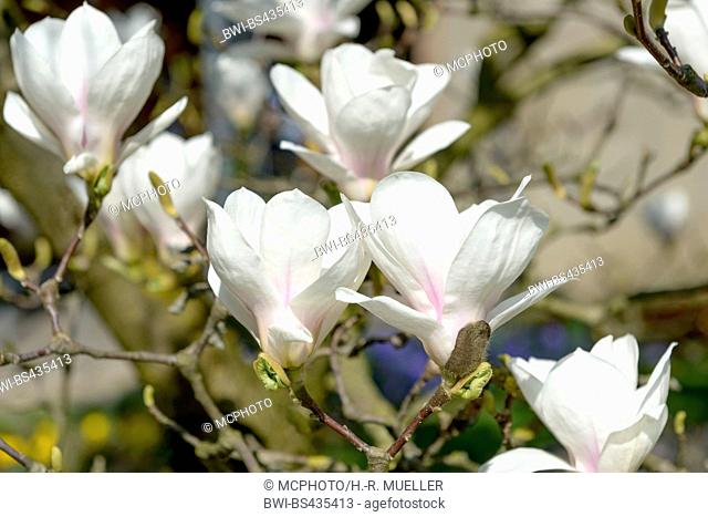 magnolia (Magnolia 'Amabilis', Magnolia Amabilis), cultivar Amabilis