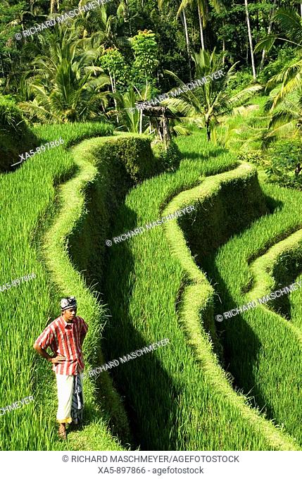 Rice terraces near Tegallalang village, Bali, Indonesia