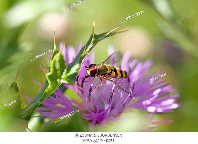 Hoverfly on knapweed