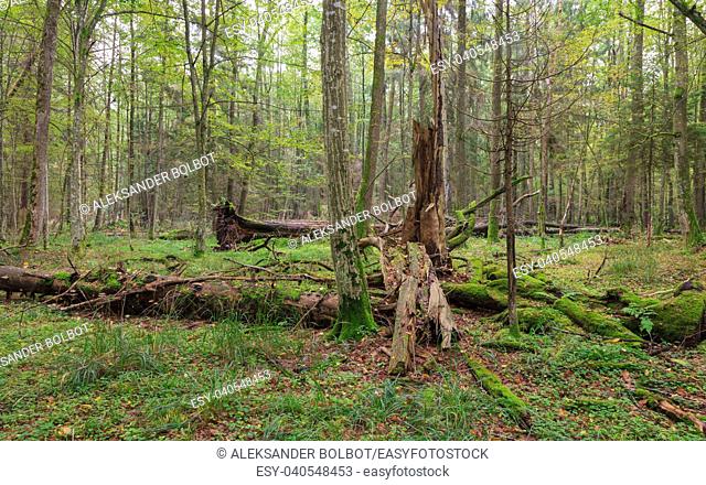Atumnal landscape of deciduous stand with spruce trees stump and old oak trees in background moss wrapped, Bialowieza Forest, Poland, Europe