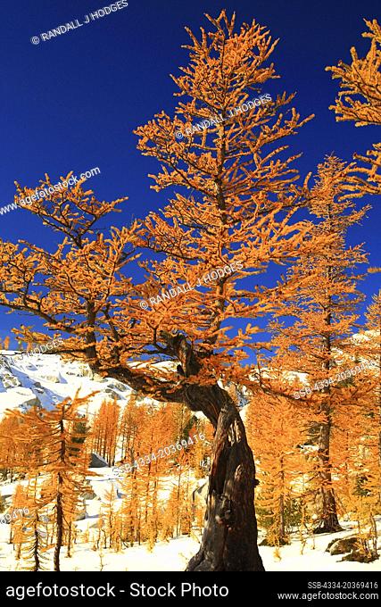 Golden Larch in The Enchantments in The Alpine Lakes Wilderness In Washington