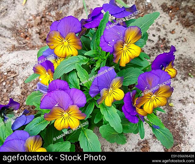 Horn-Veilchen, Viola cornuta sind Fruehblueher in vielen schoenen Farben. Horned violets, viola cornuta are early bloomers in many beautiful colors