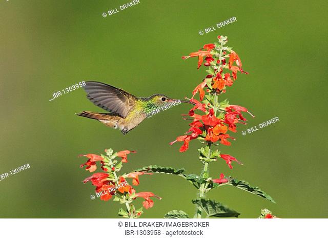 Buff-bellied Hummingbird (Amazilia yucatanensis), male feeding on Tropical Sage (Salvia coccinea), Sinton, Corpus Christi, Coastal Bend, Texas, USA