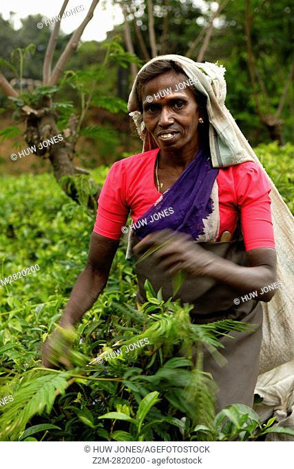 Tea picking, Watawala area, near Hatton, Central Province, Sri Lanka