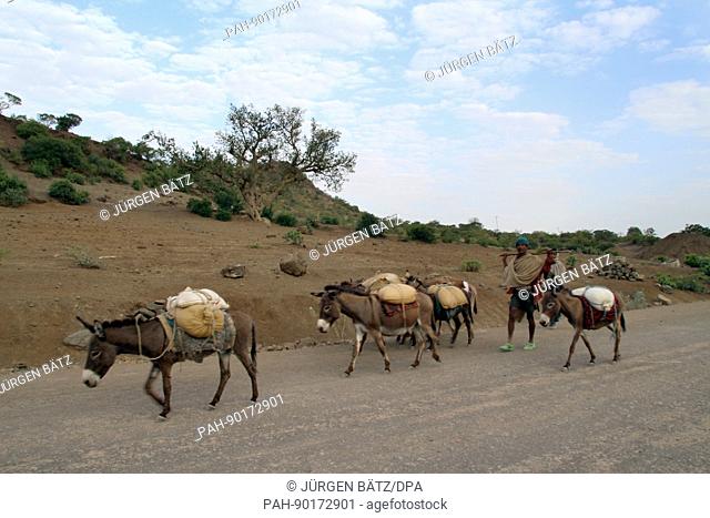 Donkeys carrying load Stock Photos and Images | agefotostock
