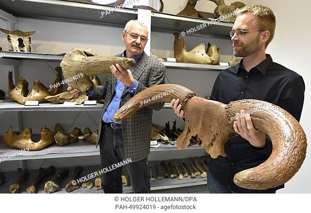 Scientists Martin Sander (R) and Rico Schellhorn present the cranial bones of a 10, 000 year old aurochs (R) and a buffalo in the dinosaur park Muenchehagen in...