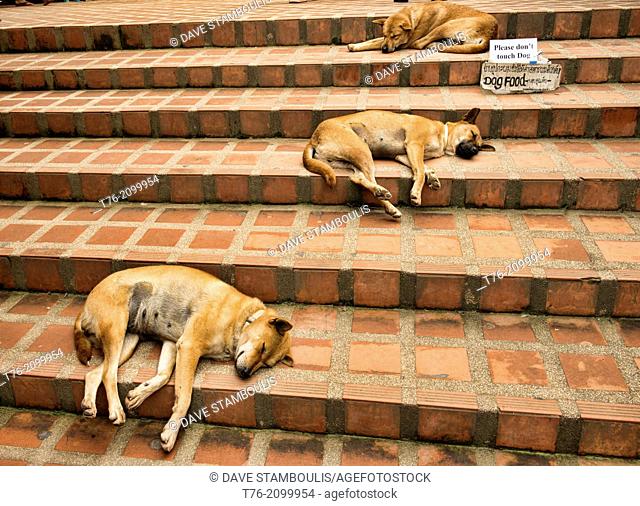 Let sleeping dogs lie, relaxing on the steps at Doi Suthep Temple, Chiang Mai, Thailand