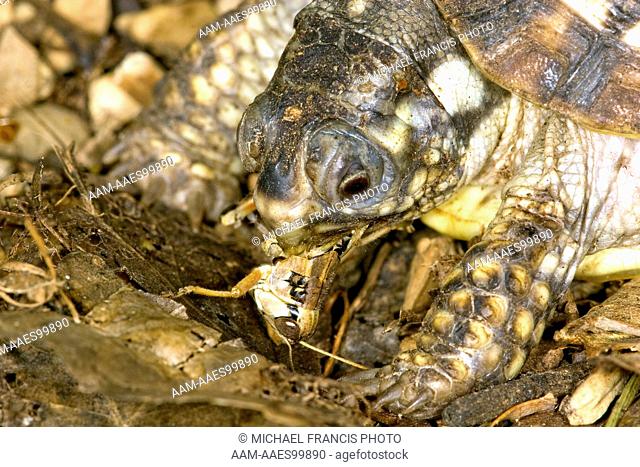 Ornate Box Turtle (Terrapene o. ornata), young eating grasshopper, Billings, Montana