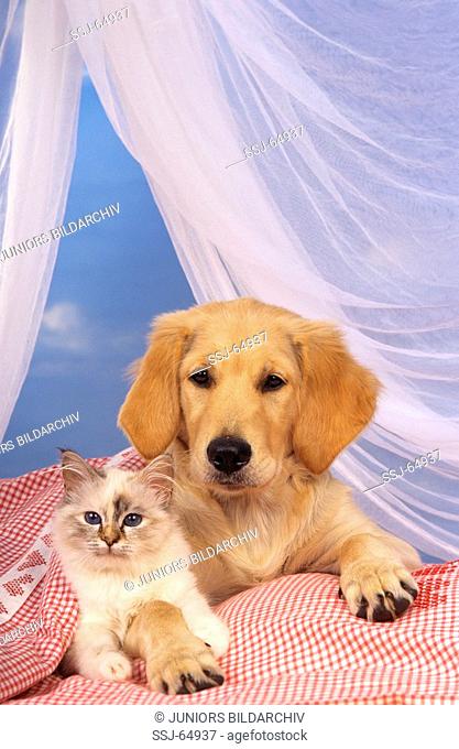 animal-friendship : golden retriever puppy and sacred cat of Burma kitten in bed