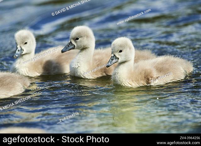 Mute swan (Cygnus olor) chicks swimming on a lake, Bavaria, Germany