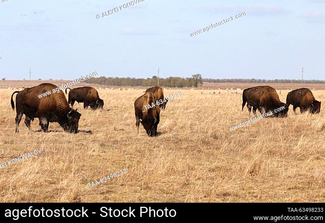 RUSSIA, KHERSON REGION - OCTOBER 18, 2023: American bisons are seen at the Askania-Nova nature reserve in the village of Askaniya-Nova
