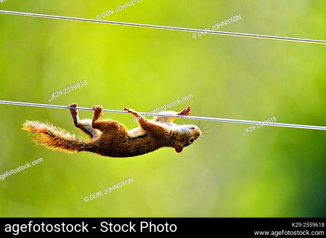 Red squirrel (Tamiasciurus hudsonicus) climbing along clothesline to bird feeder , Greater Sudbury, Ontario, Canada