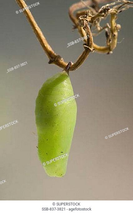 Close-up of a White Peacock butterfly cocoon Anartia jatrophae hanging on a branch