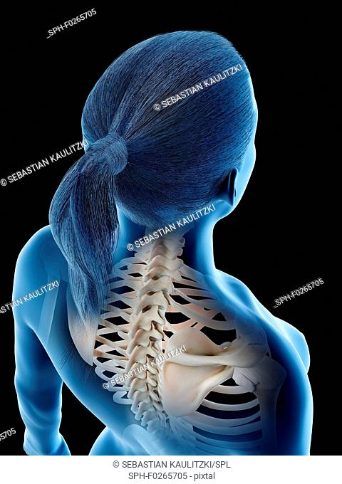 Female back anatomy, computer illustration