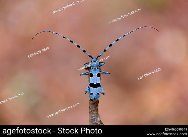 Alpine longhorn beetle, rosalia alpina, sitting on branch in spring. Blue bug with black spots resting on bough in springtime