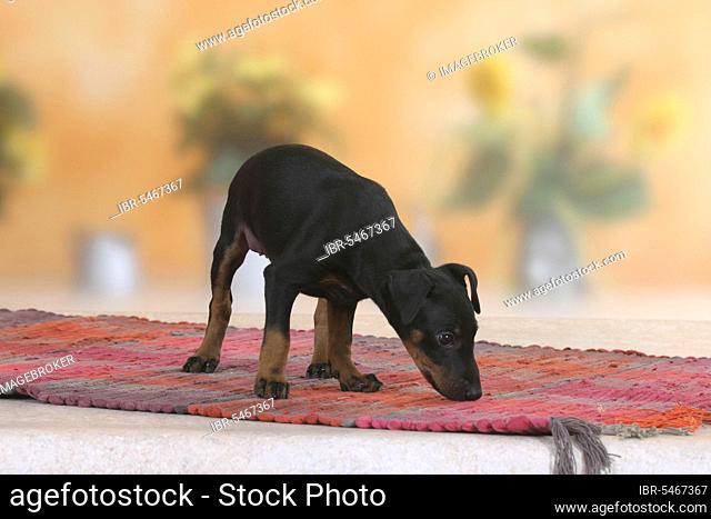 Manchester Terrier, puppy, 8 weeks, sniffing the carpet