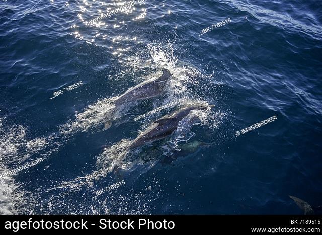 Spotted dolphins (Stenella), Valle Gran Rey, La Gomera, Spain, Europe