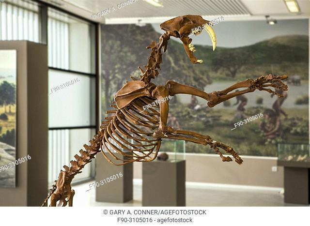 Skeleton of saber toothed tiger, Centro de Interpretación Primeros Pobladores de Europa