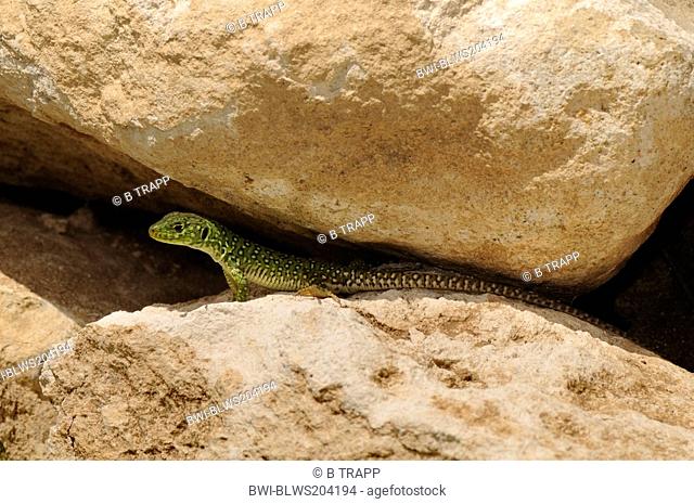 ocellated lizard, ocellated green lizard, eyed lizard, jewelled lizard Timon lepidus, Lacerta lepida, juvenile between stones of a wall, Spain, Andalusia