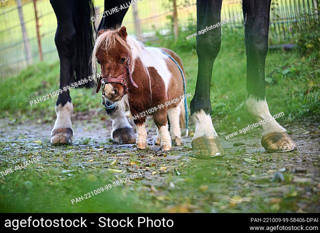 06 October 2022, North Rhine-Westphalia, Breckerfeld: Shetland pony Pumuckel stands between the hooves of gelding Ron-Sheer