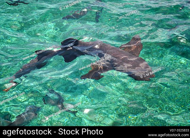 Nurse shark (Ginglymostoma cirratum) is a predator elasmobranch native to subtropical and tropical coasts of eastern and western subtropical and tropical...