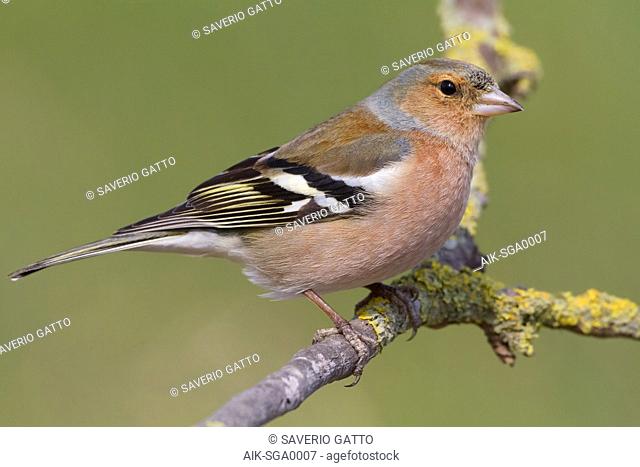 Common Chaffinch, Adult male standing on a branch, Campania, Italy (Fringilla coelebs)