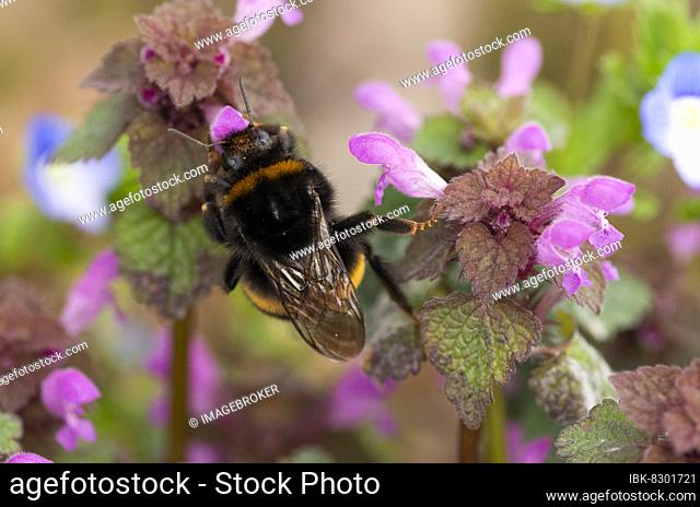 Large earth bumblebee (Bombus terrestris), Red dead-nettle (Lamium purpureum), Canton Solothurn, Switzerland, Europe