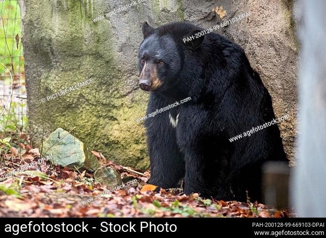28 January 2020, Lower Saxony, Osnabrück: Black bear ""Honey"" sits in the black bear enclosure in the North American animal world ""Manitoba"" in Osnabrück Zoo