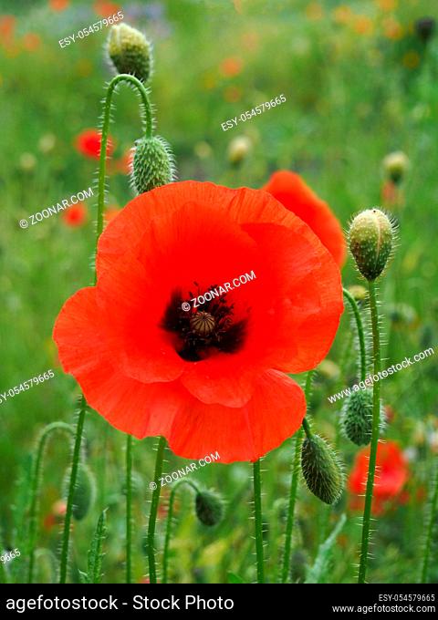 a bright red common poppy flower with buds with a blurred summer meadow background