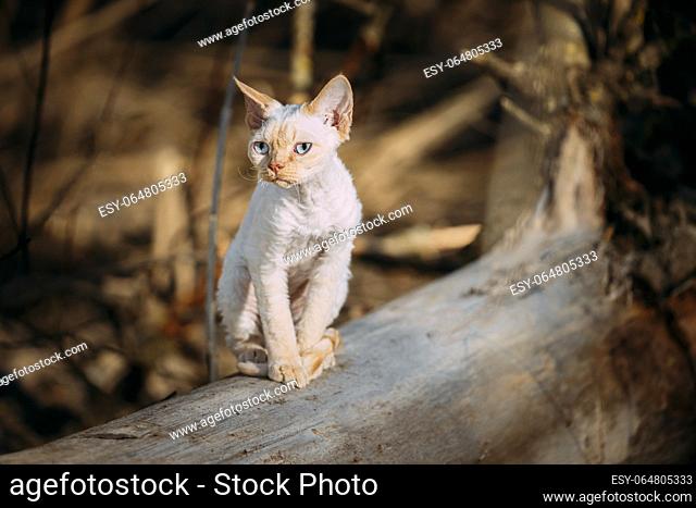 Sweet Devon Rex Cat Funny Curious Young White Devon Rex Kitten In Autumn Forest. Happy Pets Concept. Short-haired Cat Of English Breed