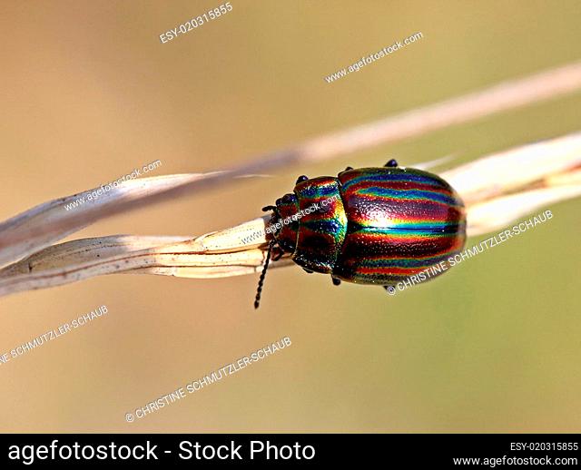 Regenbogen-Blattkäfer (Chrysolina cerealis)