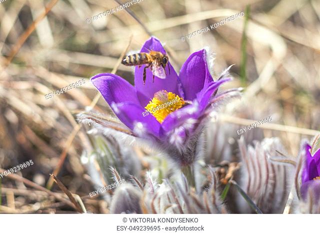 Beautiful spring buds flowers background. Bee collects nectar. Eastern pasqueflower, prairie crocus, cutleaf anemone with water drops