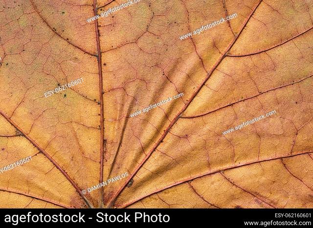 Abstract leaf cell structure macro shot. Natural background