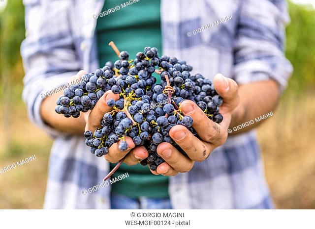 Close-up of man holding harvested grapes