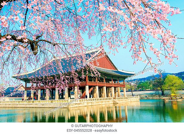 Gyeongbokgung Palace with cherry blossom in spring, Korea