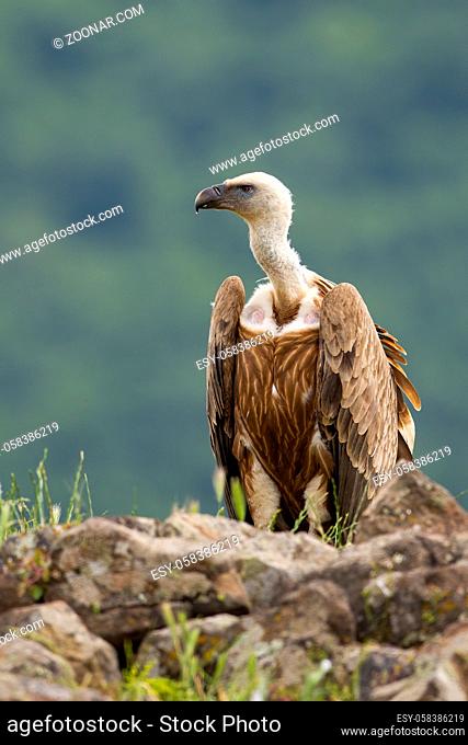 Alert griffon vulture, gyps fulvus, sitting on a rocky horizon in summer mountains. Attentive scavenger with long white neck and brown feathers in vertical...
