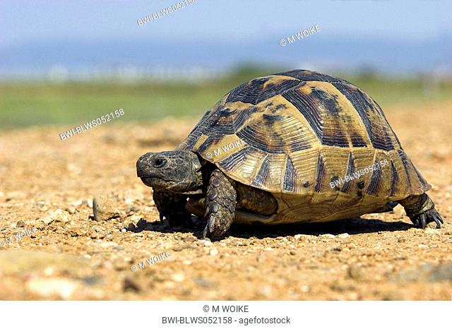 spur-thighed tortoise, Mediterranean spur-thighed tortoise, common tortoise, Greek tortoise Testudo graeca, portrait, walking, Greece, Thrakien, Evros-Delta