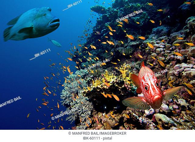 Middle East Egypt Red Sea, Basslets Anthiinae Digital Composite> Napoleon and Squirrelfish
