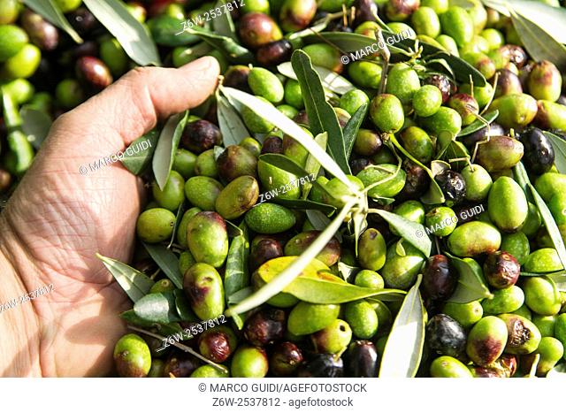Hands gather the olives to the mill to take, just beaten tree
