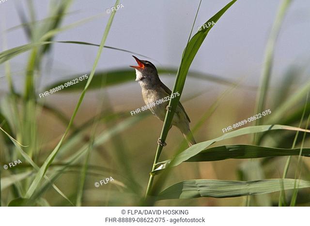 Great Reed Warbler singing - Coto Donana, Spain