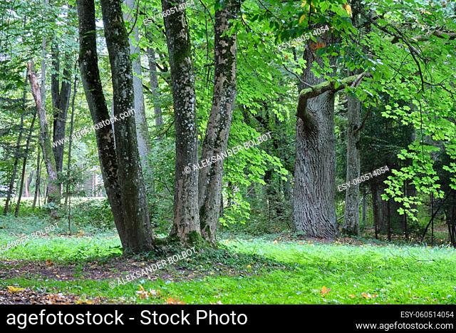 Autumnal deciduous tree stand with hornbeams and broken tree, Bialowieza Forest, Poland, Europe