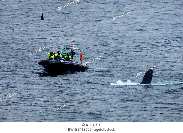 humpback whale (Megaptera novaeangliae), whale boat safari near submerging humpback whale, Norway, Fylke Troms, Senja Mefjord
