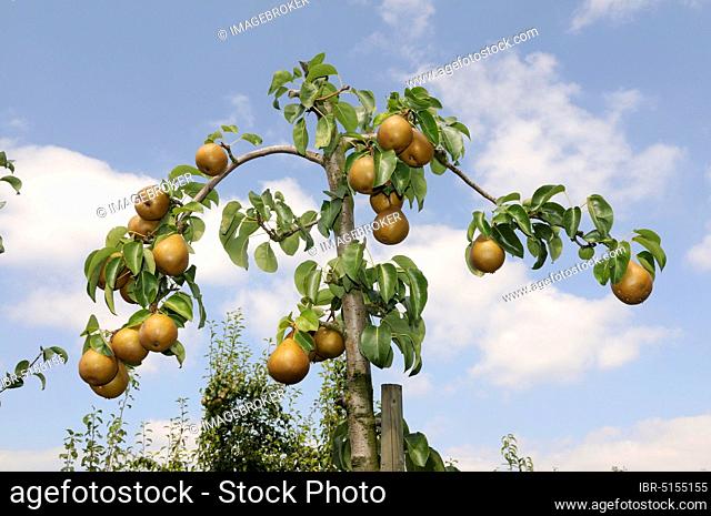Pears Manon on the tree (Pyrus communis)