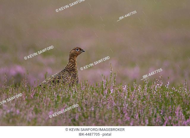 Red grouse (Lagopus lagopus scotica), adult, in flowering heather in rain storm, Yorkshire, England, United Kingdom