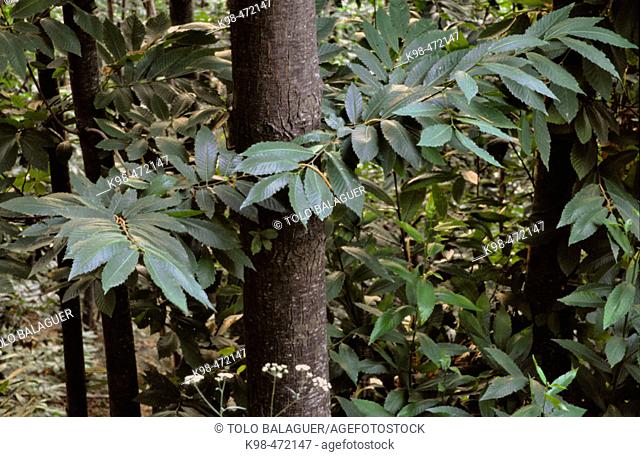 Chestnut wood (Aesculus hippocastanum). La Ventouse. Arles-sur-Tech. Pyrenees-Orientales. Languedoc Roussillon. France