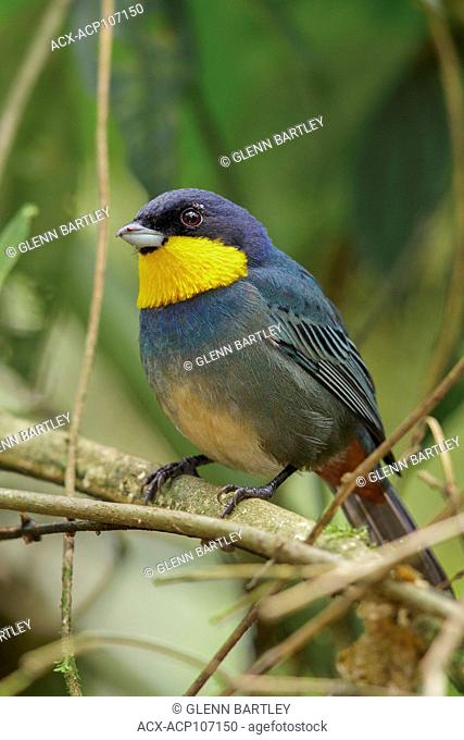 Purplish-mantled Tanager (Iridosornis porphyrocephalus) perched on a branch in the mountains of Colombia, South America