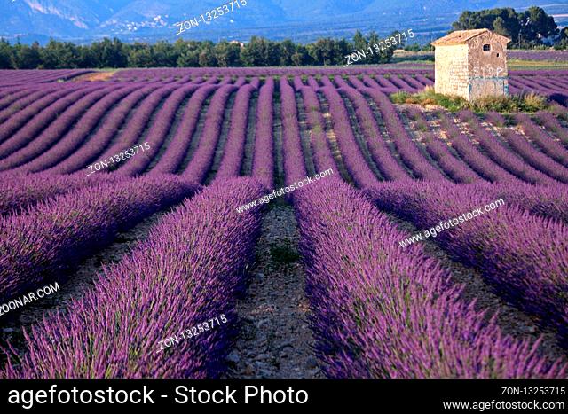 Lavendelfeld, Plateau Valensole, Frankreich - Lavender field, Plateau Valensole, France